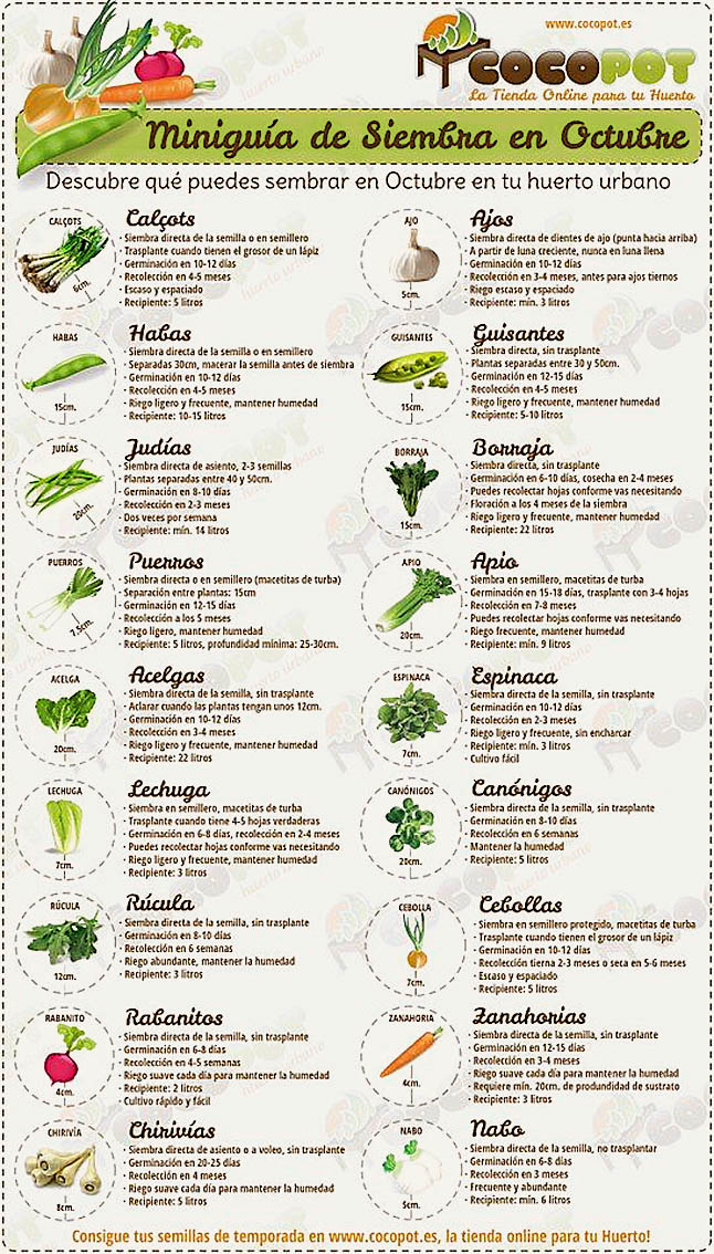 Espacios Plurales Octubre, mes para plantar en el huerto urbano Espacios Plurales Octubre, mes para plantar en el huerto urbano