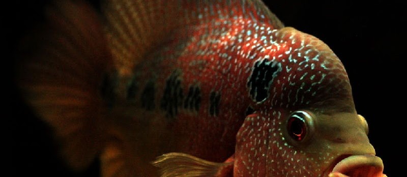 Penyakit Ikan Louhan dan Cara Mengatasinya
