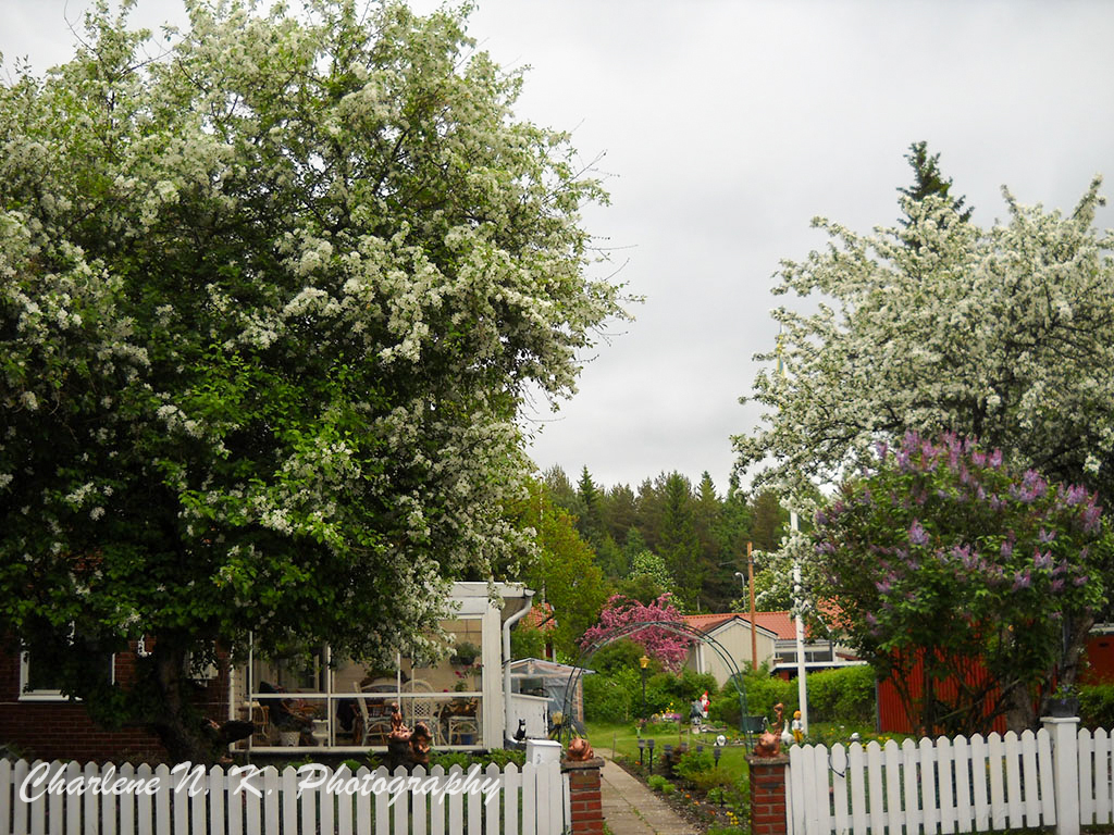 Under The Apple Blossoms Blissful Solitary Wanderings
