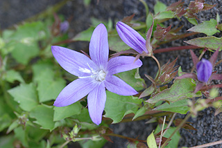 アルペンブルー