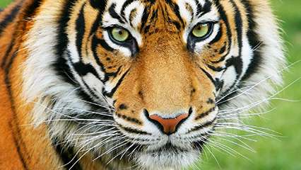 Every Day Is Special July 29 Global Tiger Day