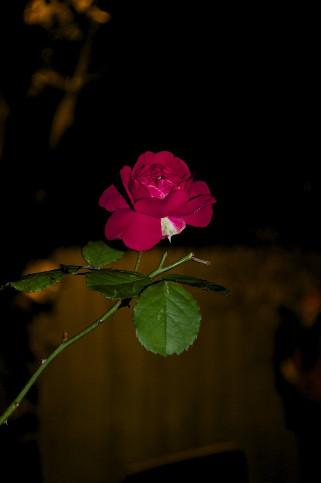 Jaclyn's Photography Adventures Pretty Flowers at Night