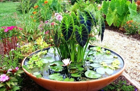 Articles: Home Garden flower plants