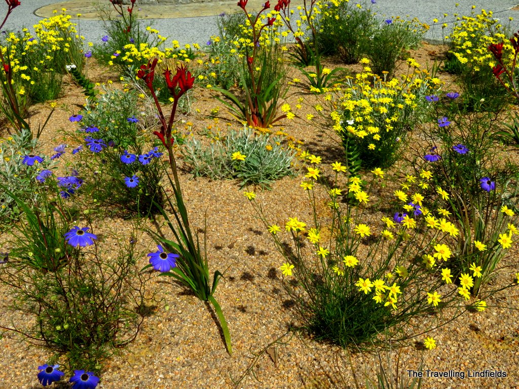 The Travelling Lindfields Wildflowers in Western Australia Kings Park