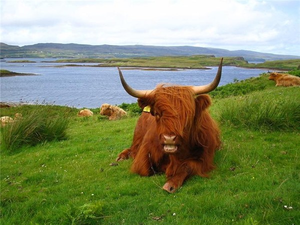 бык с длинной шерстью. рыжая корова. рыжая корова. морда быка. бык с длинной шерстью.