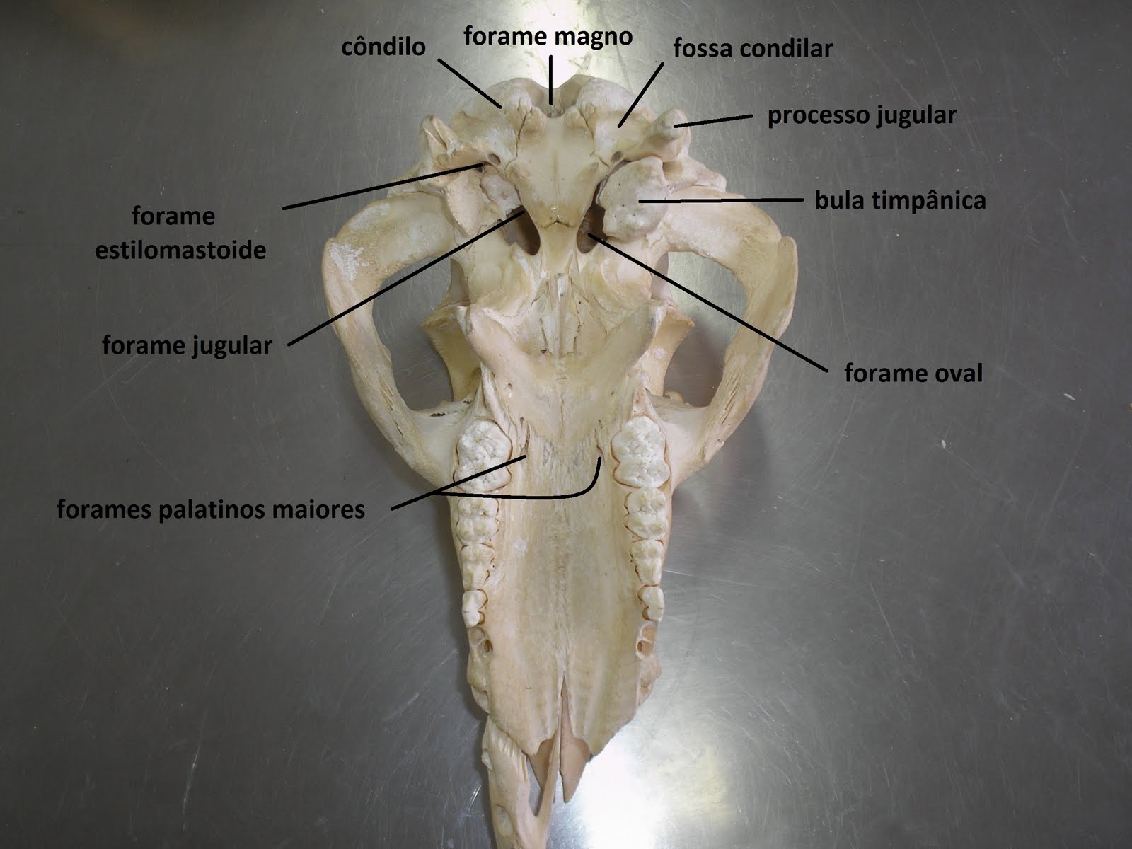 SOS Medicina Veterinária: Anatomia II - Cranio - Ruminante, suino ...