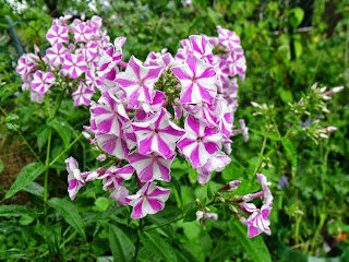 Phlox in weiß-pink (C) by Joachim Wenk Phlox in weiß-pink (C) by Joachim Wenk