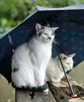 Lilacs &amp; Cats: Rain Drops Keep Falling