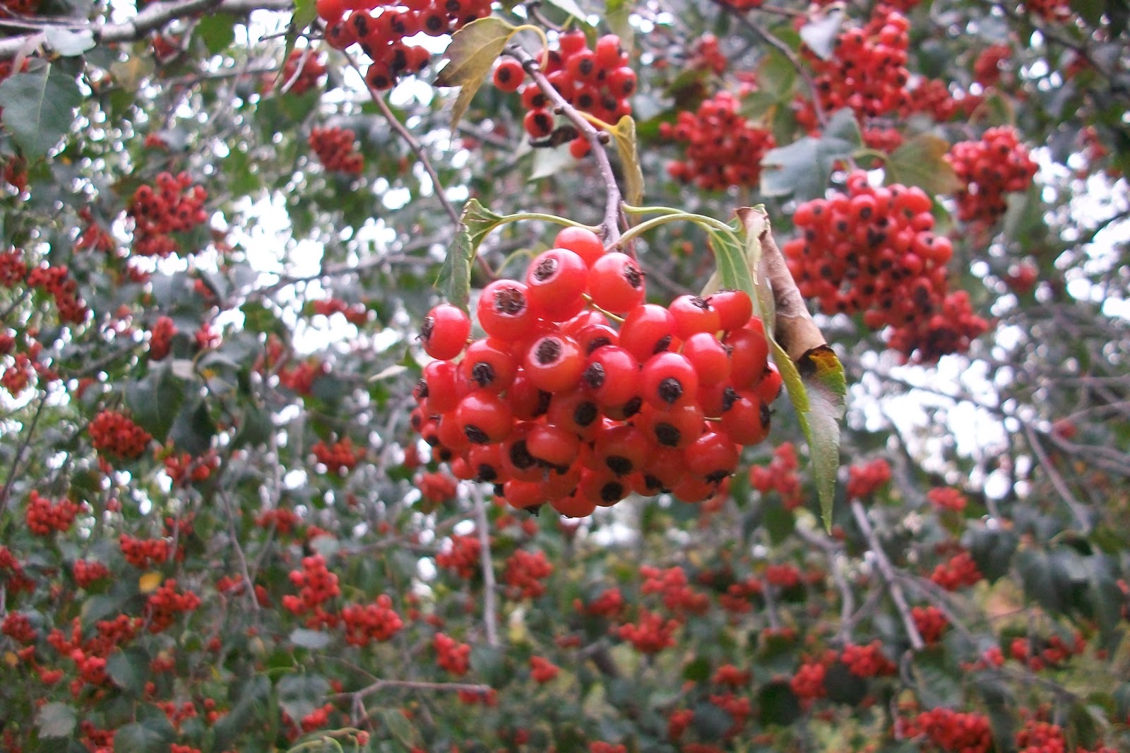 Native Plants With Adams Garden Inkberry Berries