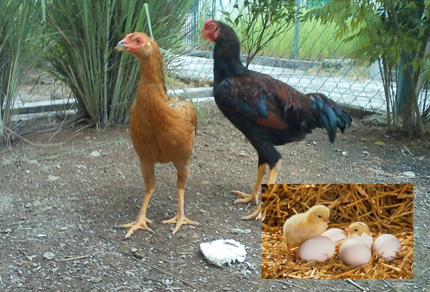Cara meningkatkan Produksi telur Ayam Kampung