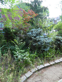Leslieville Toronto front garden summer clean up before by Paul Jung Gardening Services