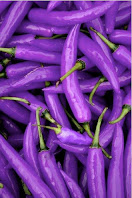 Pile of cayenne peppers photo edited to look purple in color.