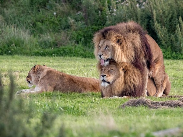 Captan a dos leones copulando, mientras la hembra está sólita Captan a dos leones copulando, mientras la hembra está sólita