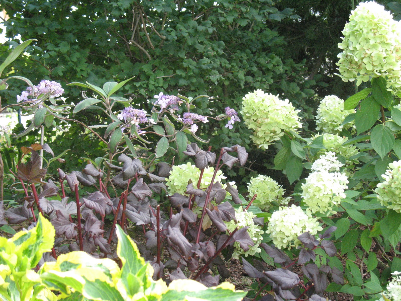 Roses Du Jardin Cheneland Hydrangea Aspera Villosa