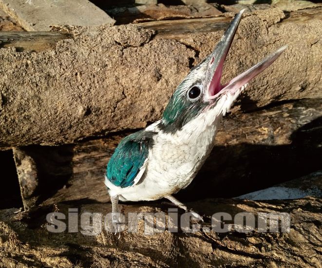 Cara Memelihara Lolohan Anakan Burung Tengkek Cekakak