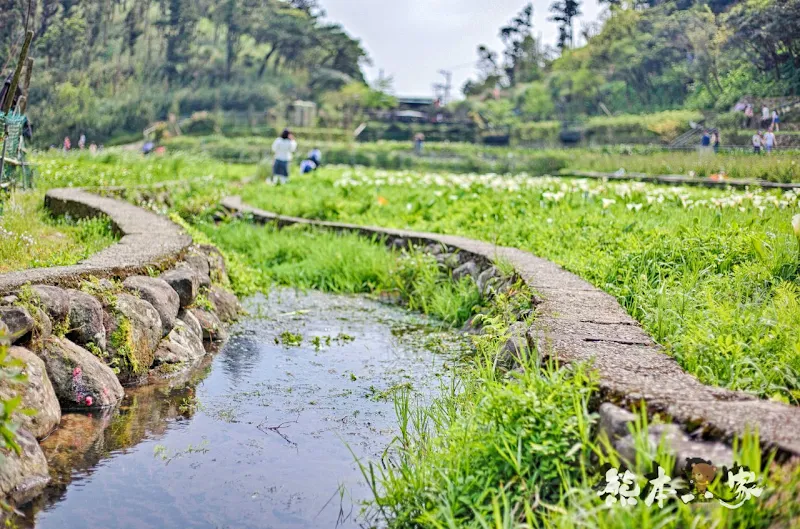 名陽匍休閒農莊｜頂湖海芋步道~台北陽明山竹子湖海芋季官網封面照就是在這拍的