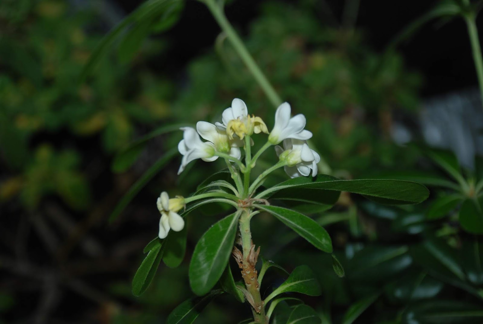 Compound 1430k9e3jv4j