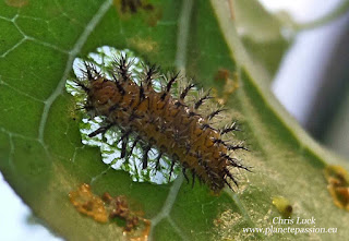 Bryony Ladybird Larva eating Bryony leaves
