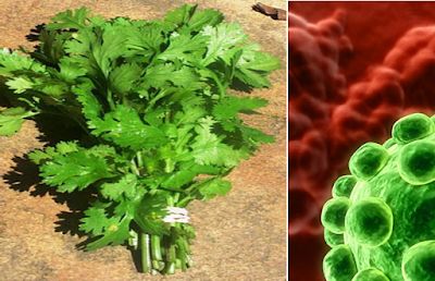 Attention: This Herb Kills 86% Of Lung Cancer Cells