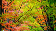 Nature colorful trees landscape mobile wallpaper