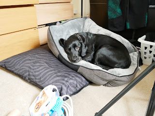black dog on scruffs chester and expedition dog bed one on top of the other