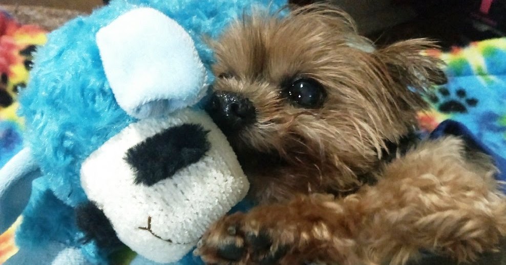 Yorkie With Collapsed Trachea Stops Coughing Using Natural Remedies