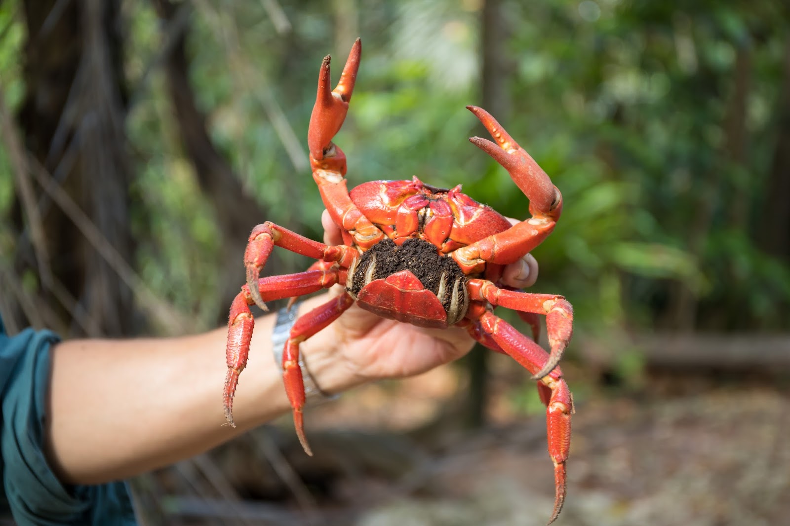 Official Google Australia Blog: A crabtivating journey: Street View joins a crab migration of ...