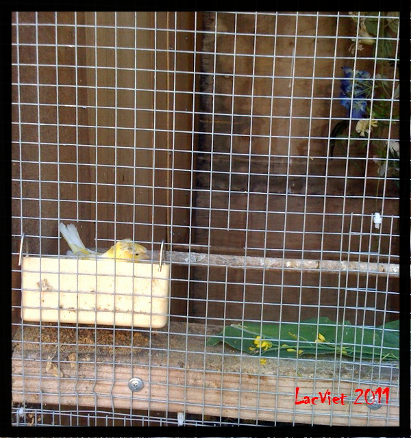 Canaries Food List Canaries Food List