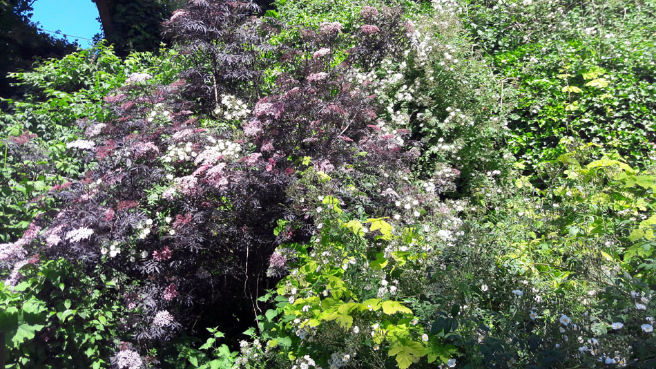 The healing power of the natural world