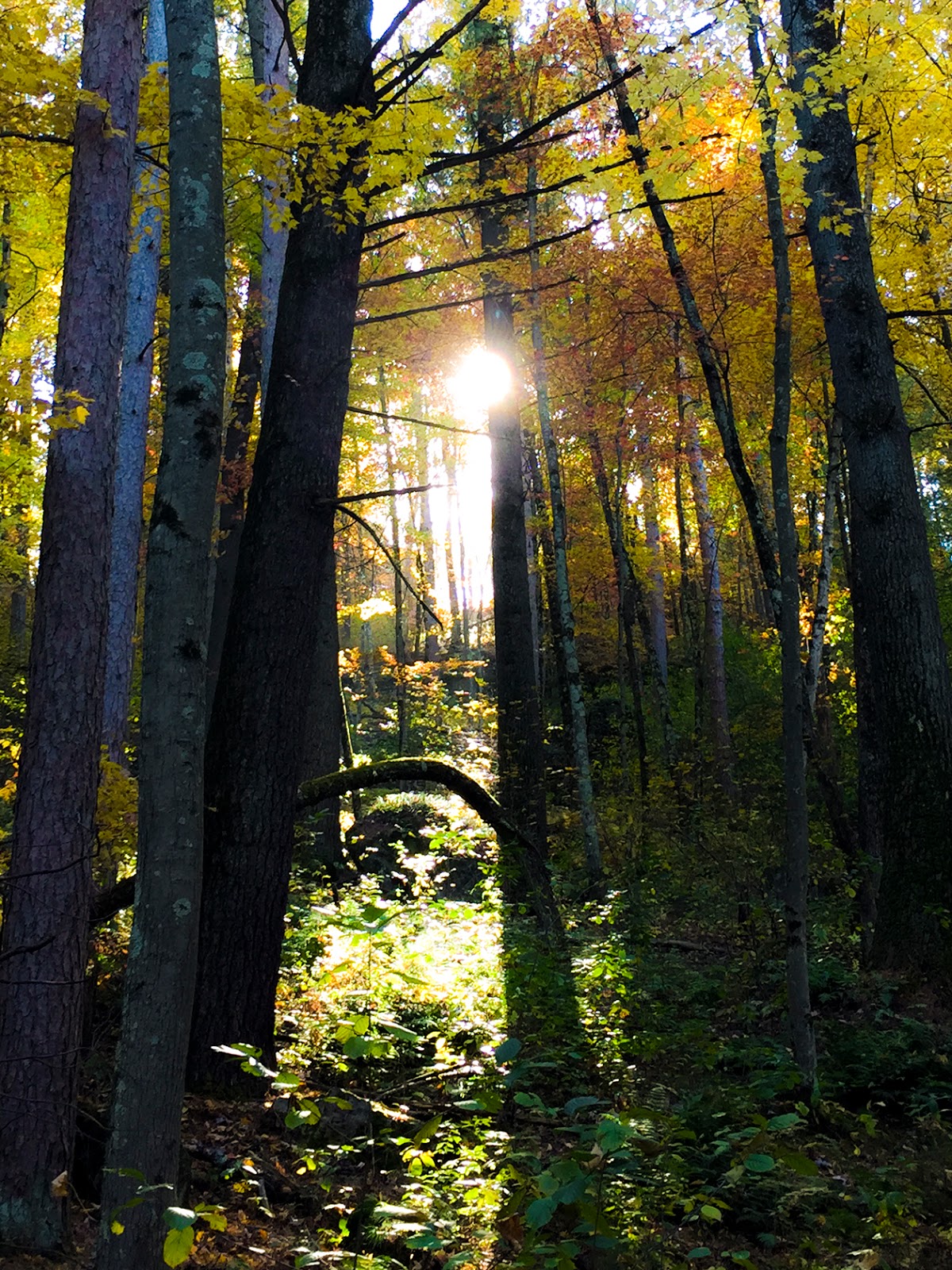 The Black River Forest Hiking to Castle Mound