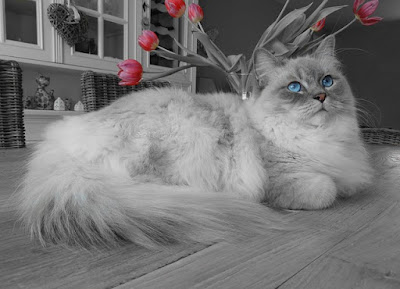 Kucing Ragdoll The Ragdoll Cat
