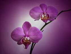 Unique Wallpaper: Las flores más hermosas del mundo 18