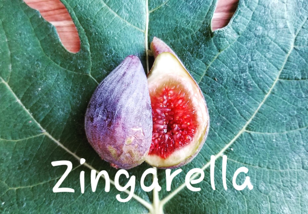 Zingarella Fig Var Tin