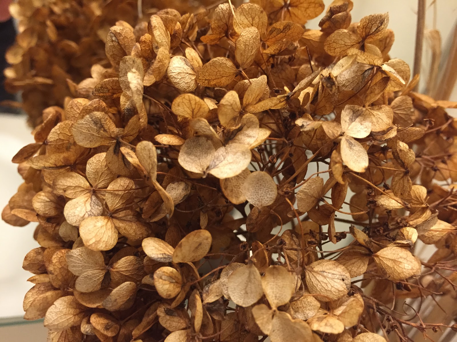 Image Result For Photos Of Limelight Hydrangea In Winter