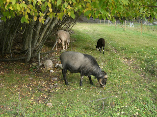 CIMG2551 - Bonuspromenad på dryga timmen