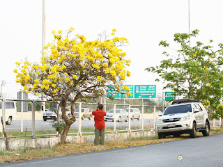 เหลืองปรีดียาธร, ตาเบบูย่าเหลือง ดอกไม้สีเหลืองสองข้างทาง