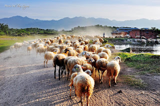 Cừu Phan Rang Ninh Thuận tiến ra Bắc