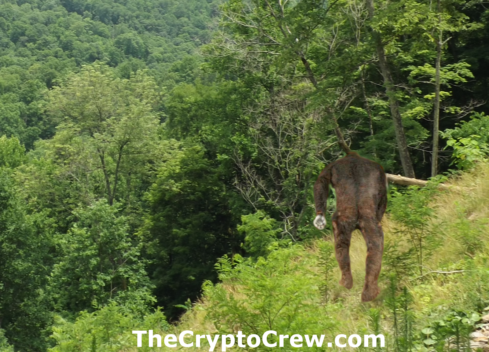Bigfoot in the mountains