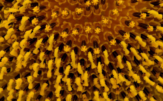 Mammoth Sunflower- close up of disc flowers