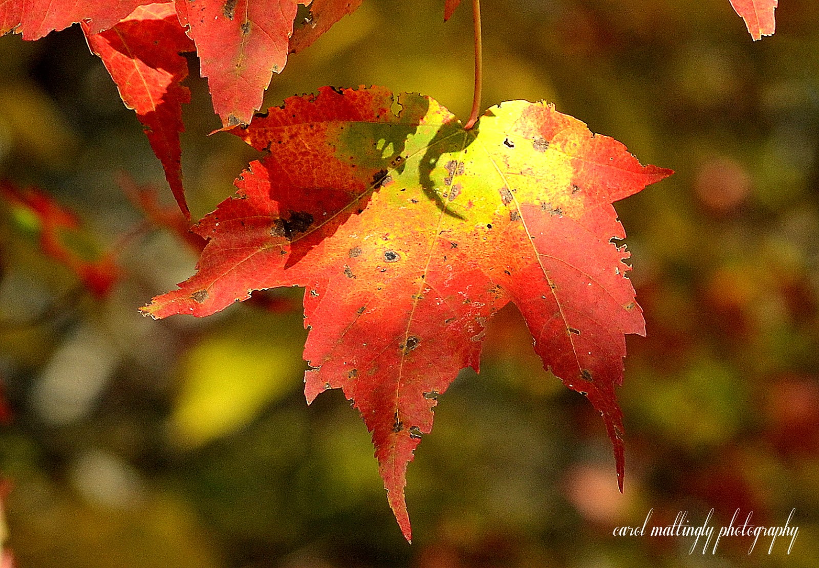 Carol Mattingly Photography: Red Maple Leaf