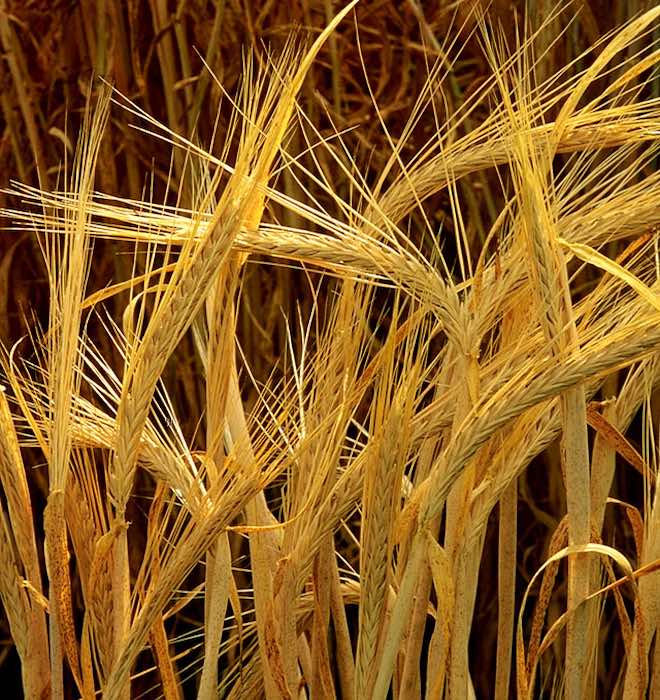 пшеница зерновая культура. хлебный злак 6 букв. хлебный злак 6 букв. злаковые рожь. семена злаковых растений (пшеница, овес, просо).