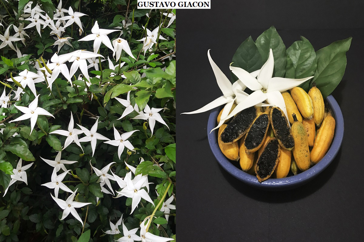 Viveiro Ciprest - Plantas Nativas e Exóticas: Estrela do Norte ou Jam Fruit  de Frutos Compridos ( Rosenbergiodendron longiflorum )