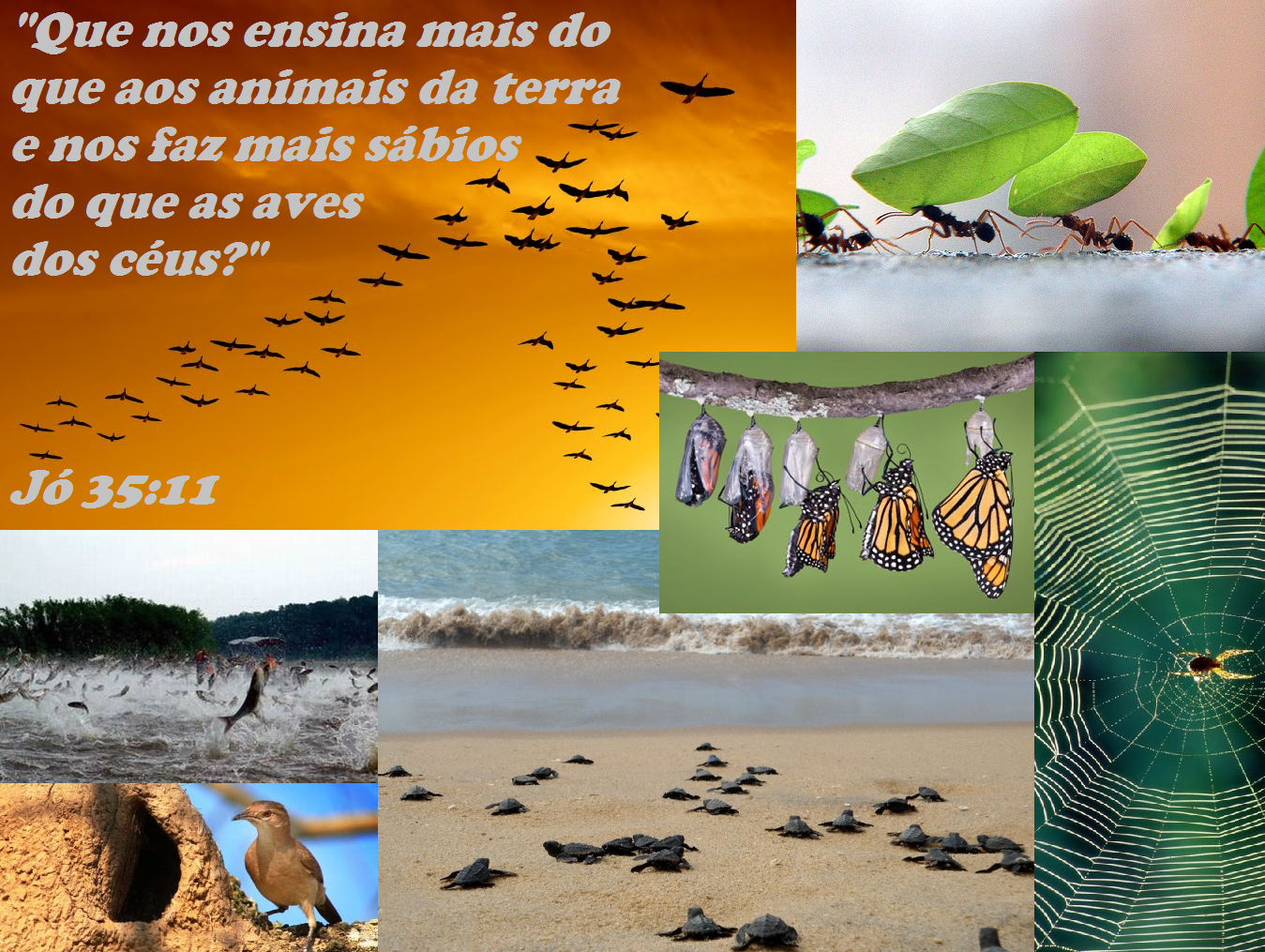 Ame a Bíblia Deus Fala por