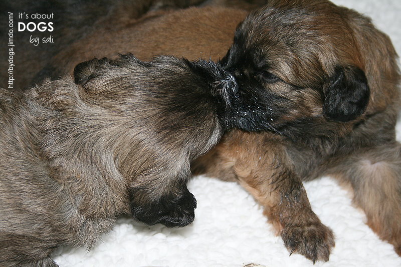 Fünf kleine Mini-Chirus? Nein! - ABOUT DOGS AND CHIRU [Hundeblog]