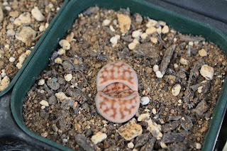 たにくのたのしいく 脱皮 分頭するリトープスとか写真いろいろ