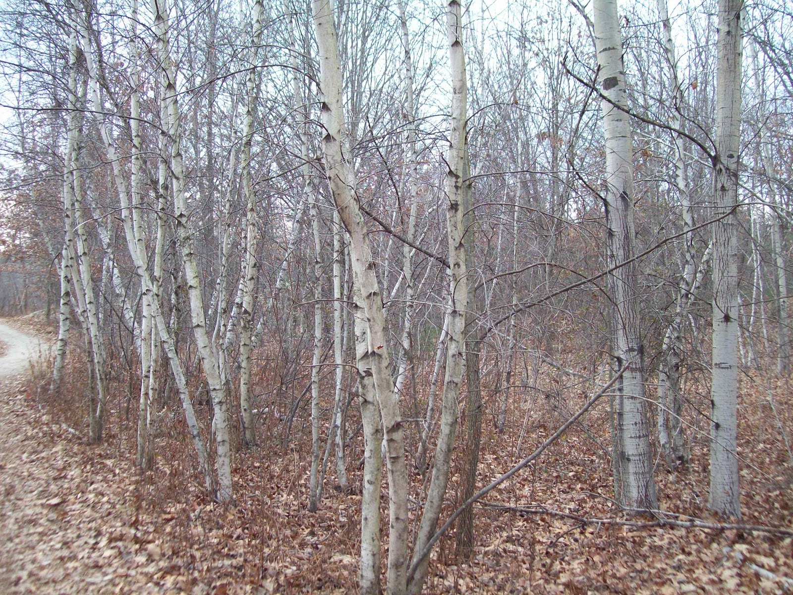 Walking With Ancestors The Graceful Birch