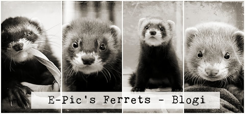 E-Pic's Ferrets - Blogi