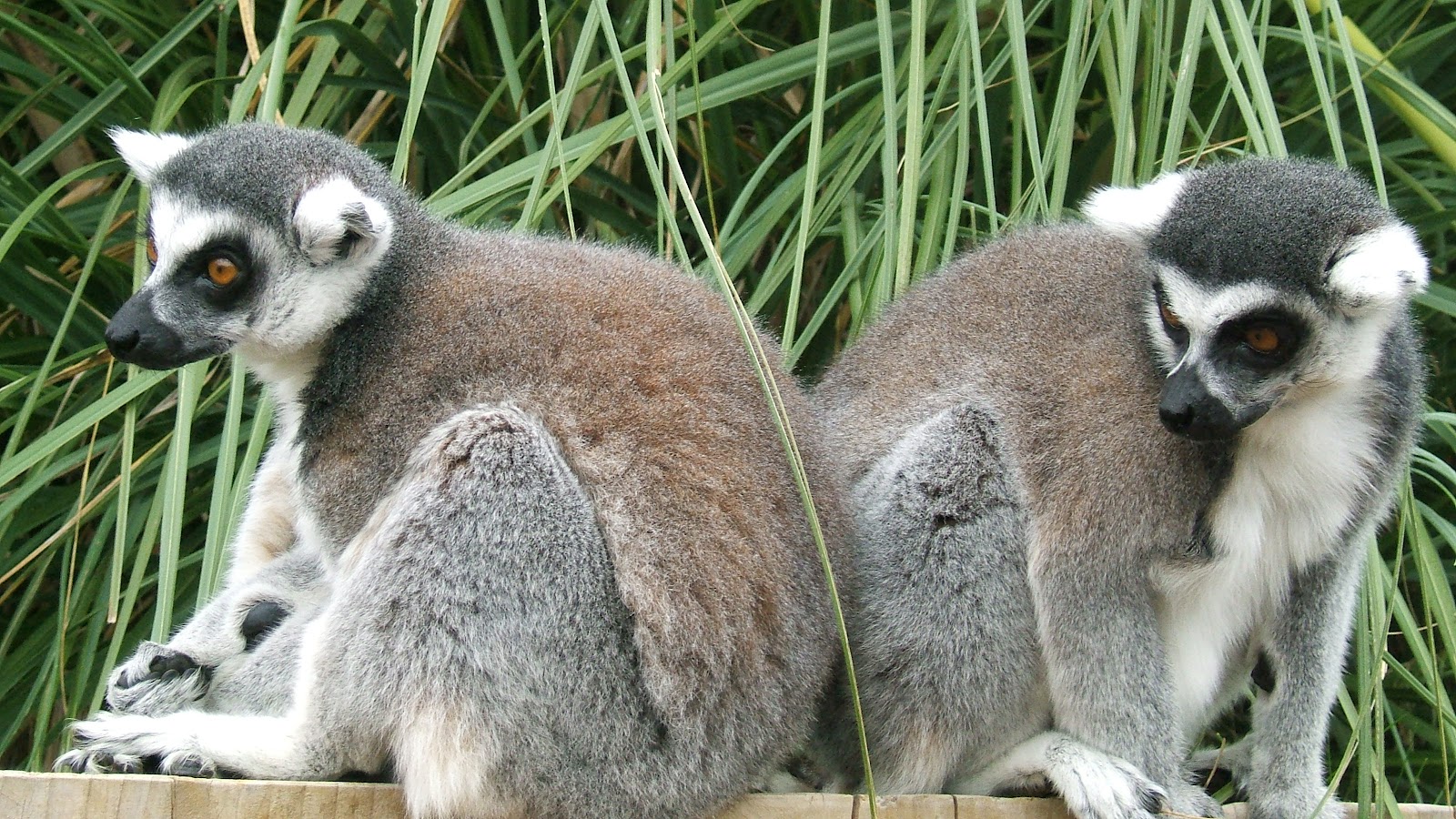 Animals and kids Ring tailed lemurs at Whipsnade Zoo