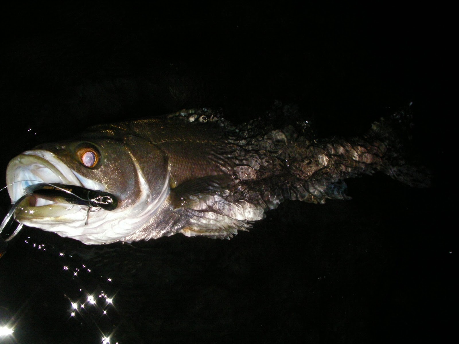 インプレ Ima Komomo 110s Counter アイマ コモモ 110s カウンター No Bite Since07 浦安