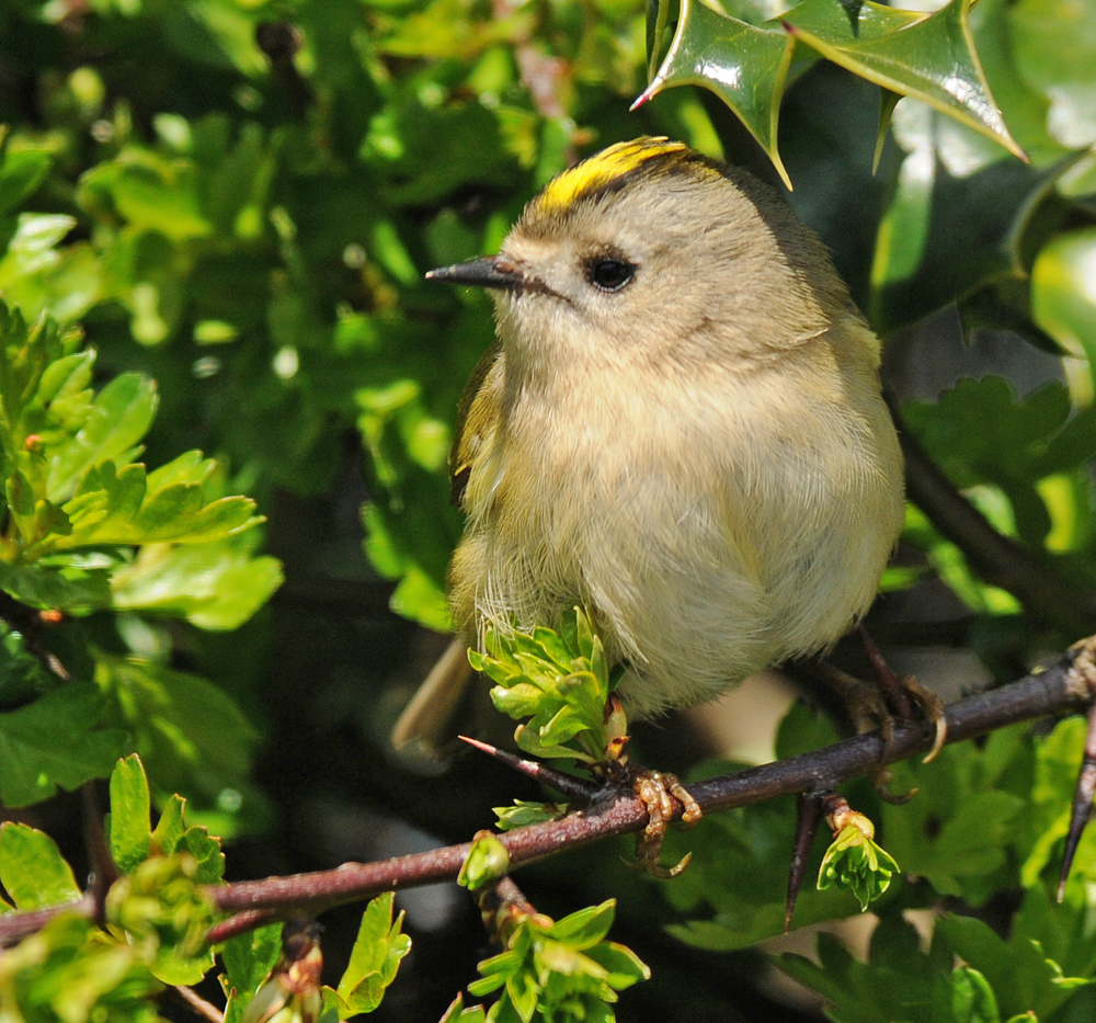 Brian Rafferty...Wildlife Photographer Golden Crested Wren